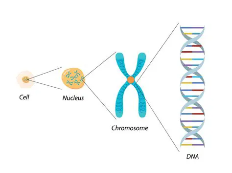 Diagrama del cromosoma en G1
