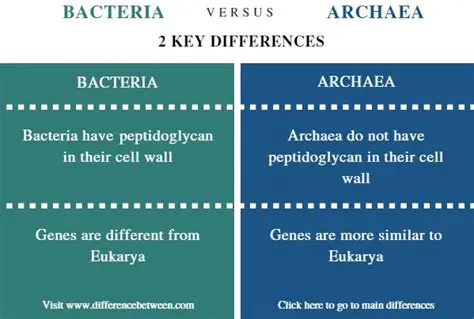 Differences between Archaea and Bacteria