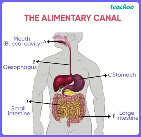 Differences between the Alimentary Canal and Other Canals
