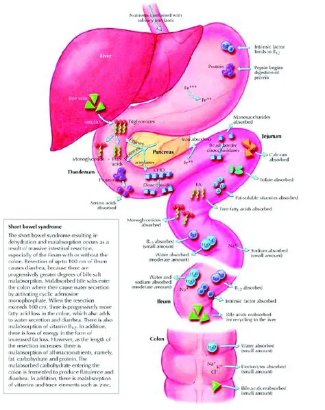 Digestion and absorption of nutrients