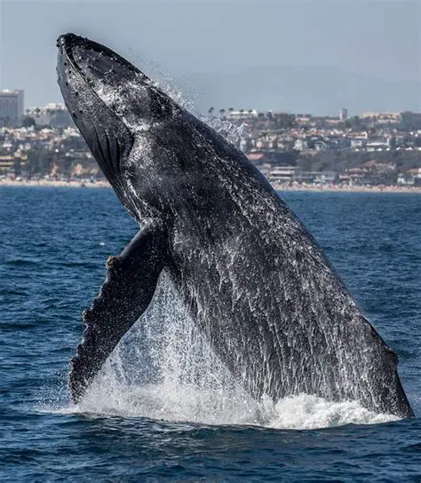 Discovering Ocean Giants: Your Guide to Whale Watching at 309 Palm St, Newport Beach CA