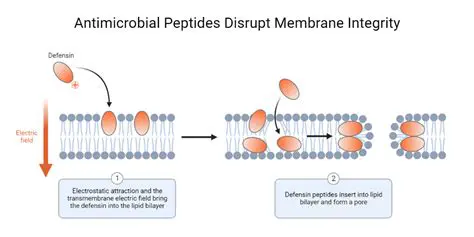 Disrupt muscle cell membrane integrity