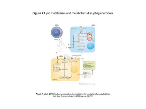 Disrupting lipid metabolism