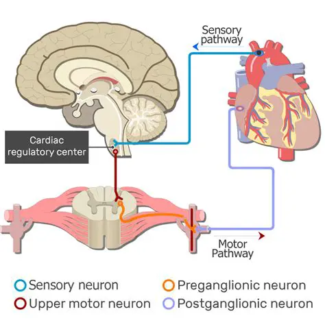 Distance between the site of injury and the target organ