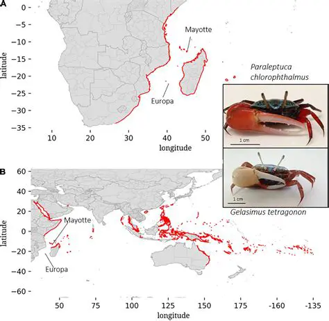 Distribution of Mangrove Crabs