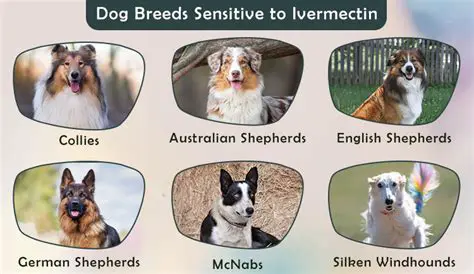Dog Breeds Sensitive to Ivermectin