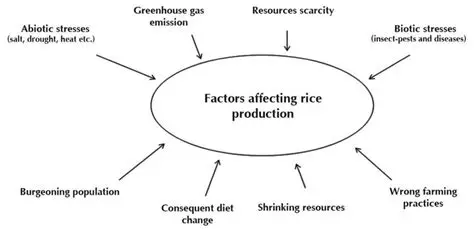 Dominant Factors Affecting Rice Production