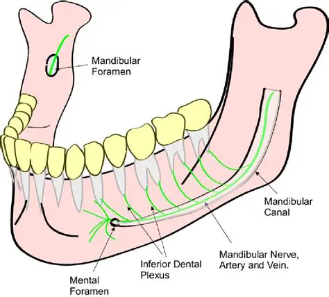 Drawing Function in the Mandibular Canal
