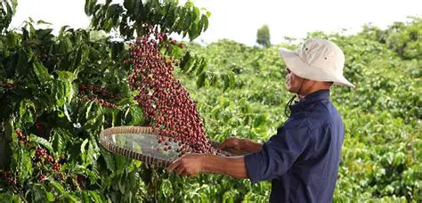 Driving Factors of Coffee Agriculture in Aekraja Village