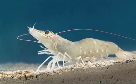 Ectoparasite Analysis and Its Impact on Shrimp Cultivation