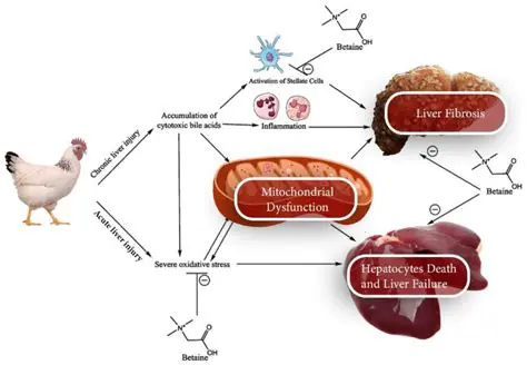 Effect of Starbio on Protein Digestibility and Metabolic Energy in Chickens
