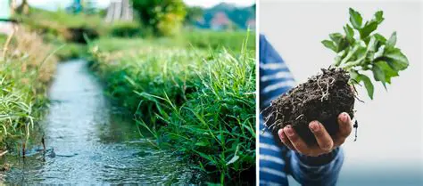 Effect of Water Management on Plant Growth