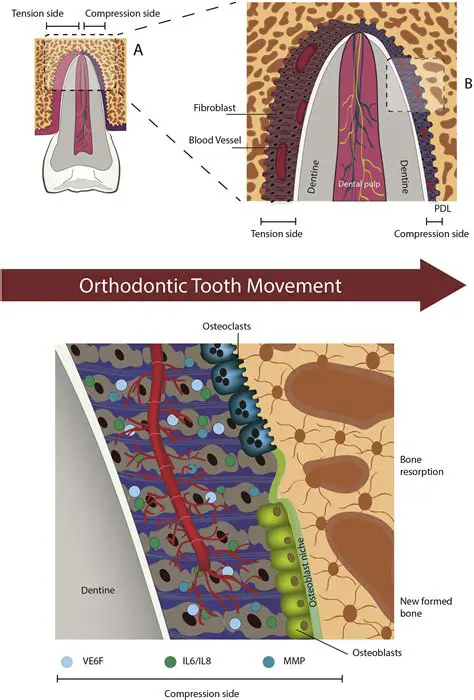 Effect on Orthodontic Tooth Movement