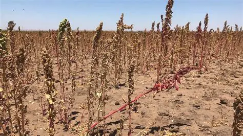 El problema del intercambio de quinua