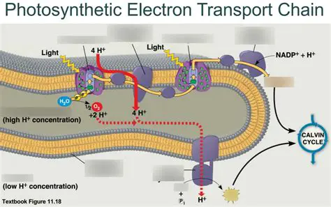 Electron Transport Chain in Photosynthesis