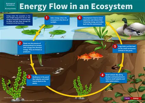 Energy Flow Through the Ecosystem