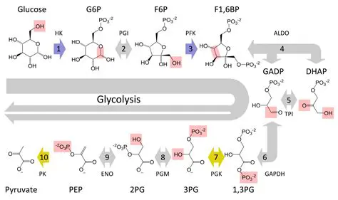 Energy Transfer to ATP in Glycolysis
