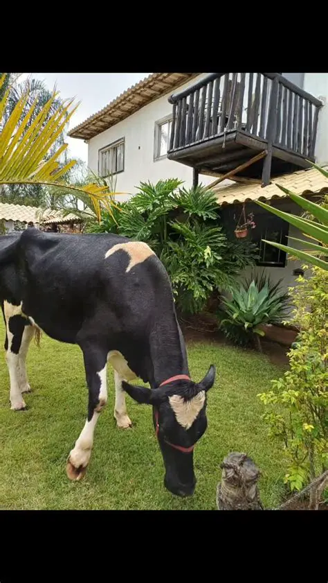 Envergonhados e humilhados