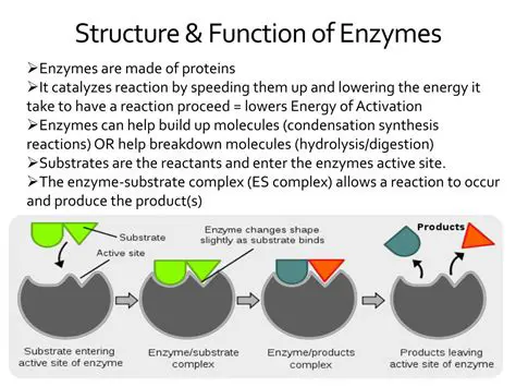 Enzyme Structure and Function