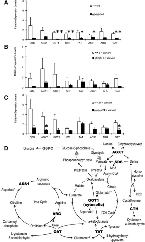 Enzymes Involved in Amino Acid Metabolism