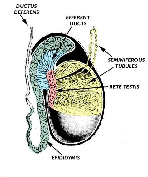 Epididymis to Vas Deferens