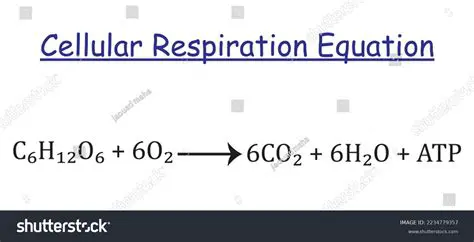 Equation of Cellular Respiration