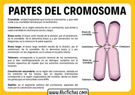 Estructura de los Cromosomas