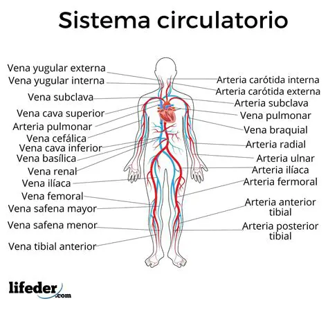 Estructura del Sistema Circulatorio