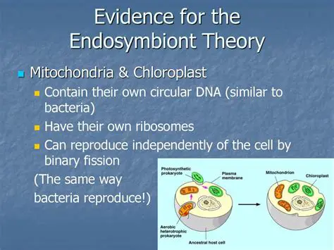 Evidence for the Endosymbiont Theory