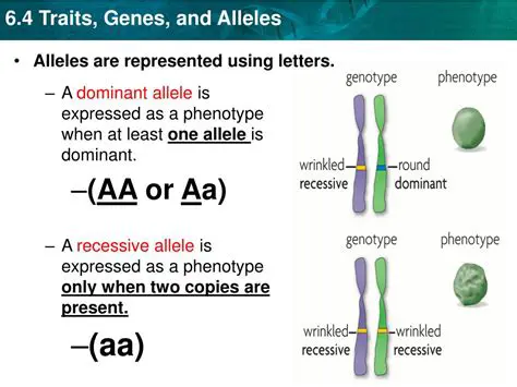Example of Dominant Allele