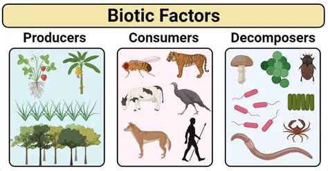 Examples of Biotic Factors