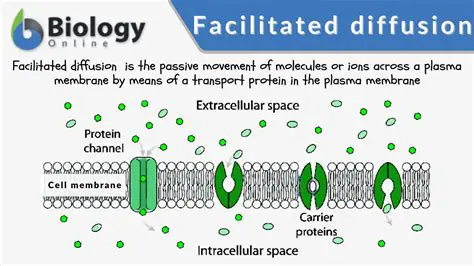 Examples of Facilitated Diffusion