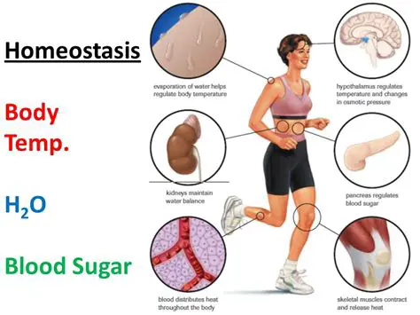 Examples of Homeostasis in Action
