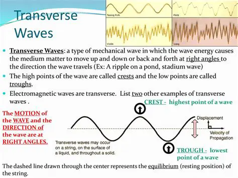 Examples of Transverse Waves