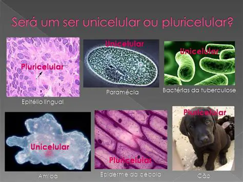 Exemplos de Seres Unicelulares