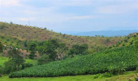 Expansion of Agricultural Plantations