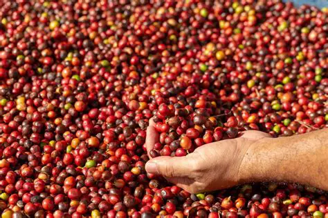Export price of Arabica coffee from North Sumatra