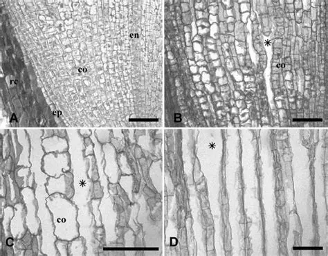 Extraction of Sonneratia Alba Leaf Extract