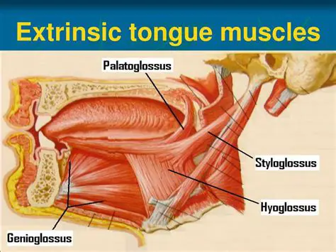 Extrinsic Muscles of the Tongue