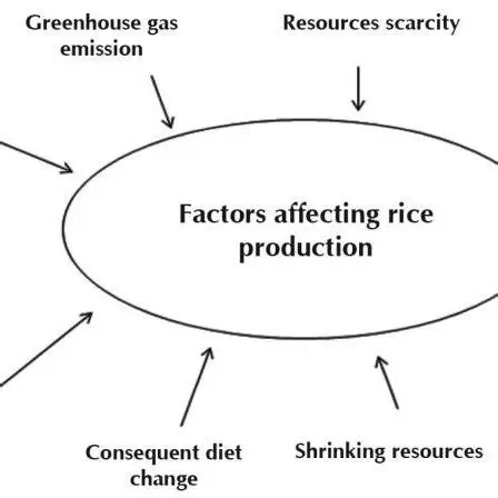 Factors Affecting Rice Production