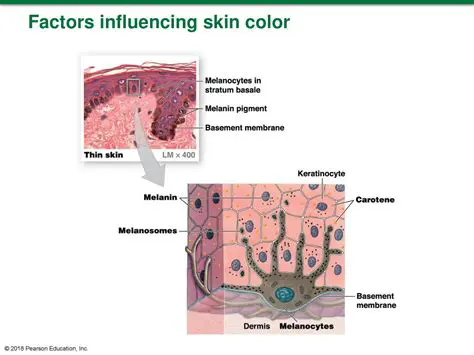 Factors Influencing Skin Color