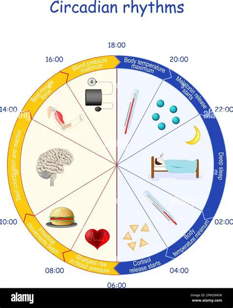 Factors That Influence Circadian Rhythms