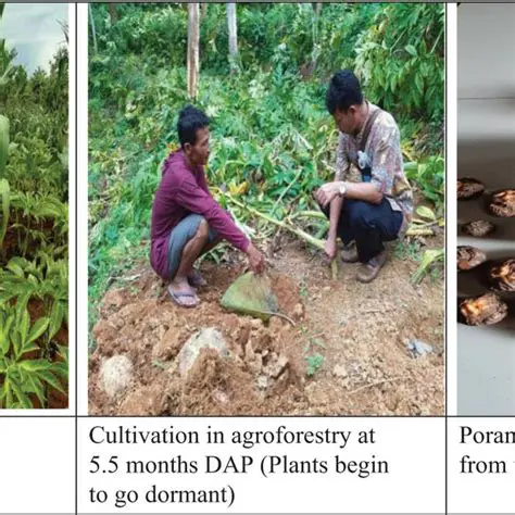 Factors to Consider in Porang Cultivation