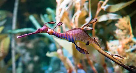 Features of Sea Dragons Aquarium