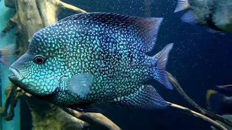 Features of the Free Texas Cichlid Fish Screensaver