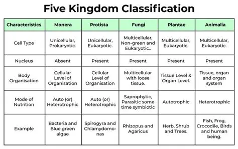 Form and Classification of Ornaments