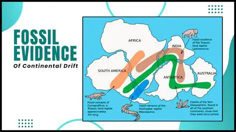Fossil Evidence of Continental Drift
