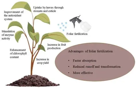 Frequency of spraying leaf fertilizer