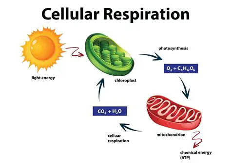 Frequently Asked Questions about Cellular Respiration and Metabolic Pathways
