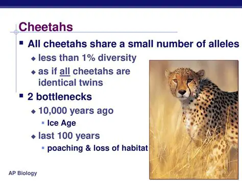 Frequently Asked Questions about Cheetah Population Growth